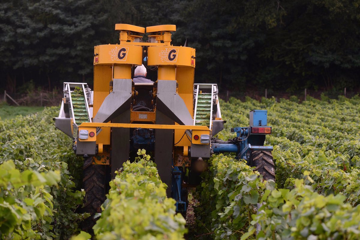 Chardonnay Meerdael Terroir