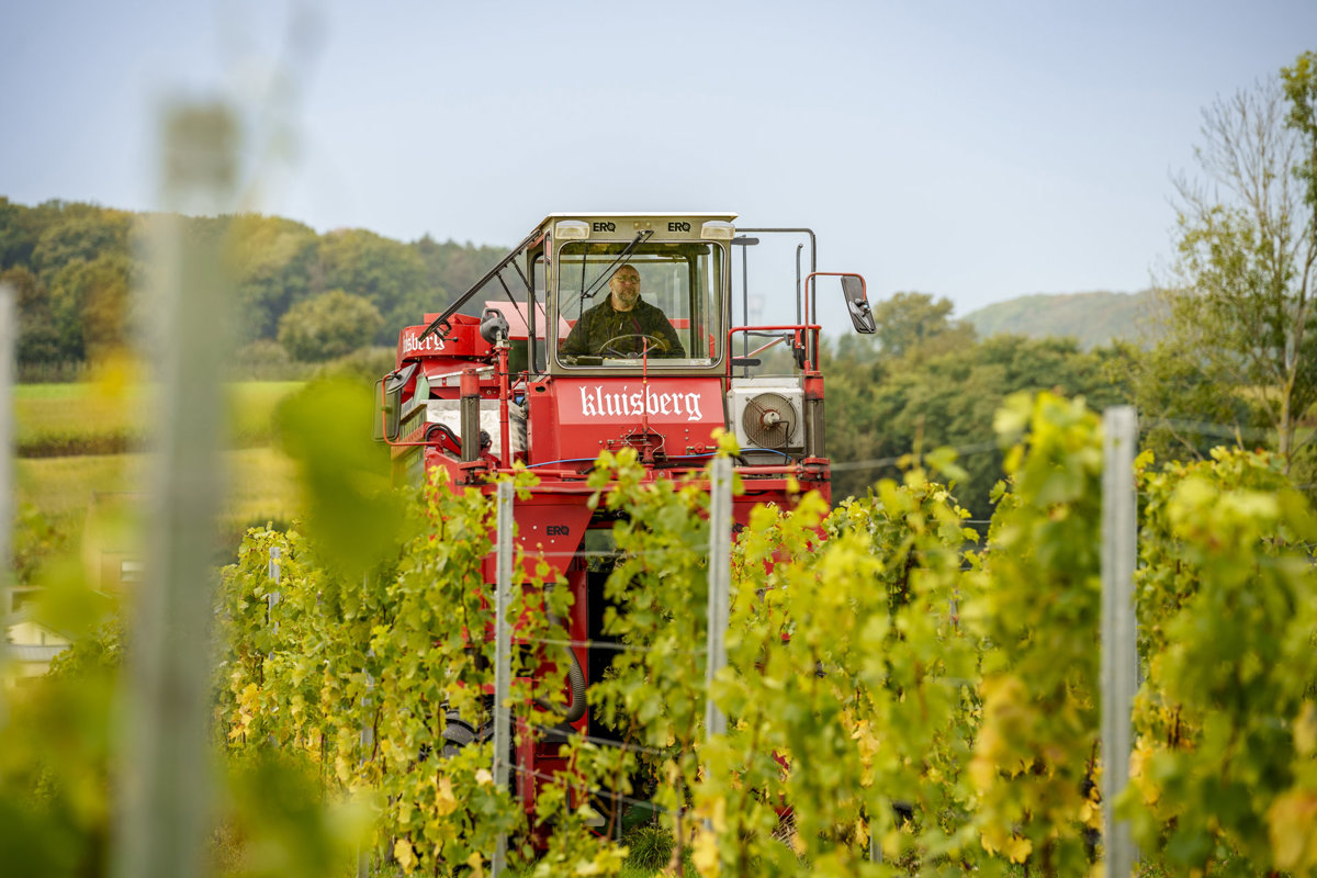 Wijnpluk Wijndomein Kluisberg 14©Lander Loeckx