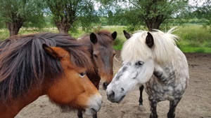 Vergadering paarden