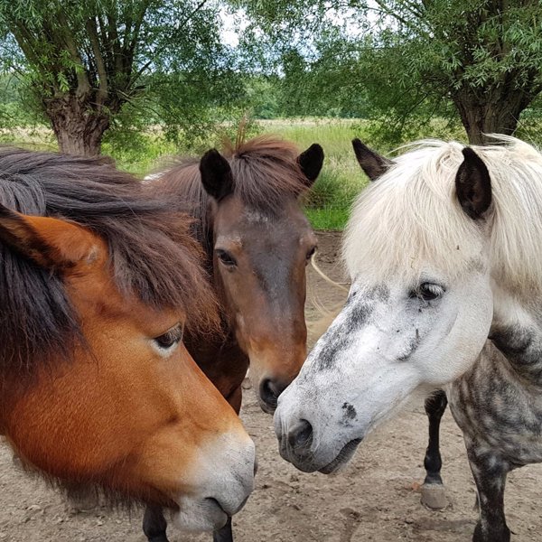 Vergadering paarden