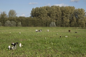 Webbekoms Broek Plantenwandeling